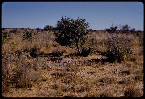 Landscape, tsama melon rinds under a tree