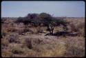 Landscape, tsama melon rinds under a tree