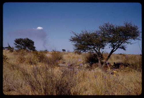 Group of people sitting under tree, in the distance