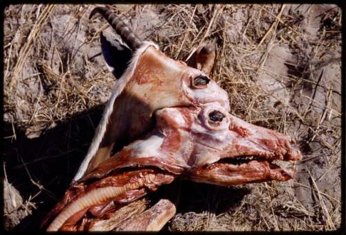 Head of skinned animal showing windpipe