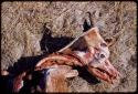 Head of skinned animal showing windpipe