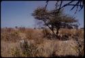 Group sitting under a tree, smoke from a fire in the distance