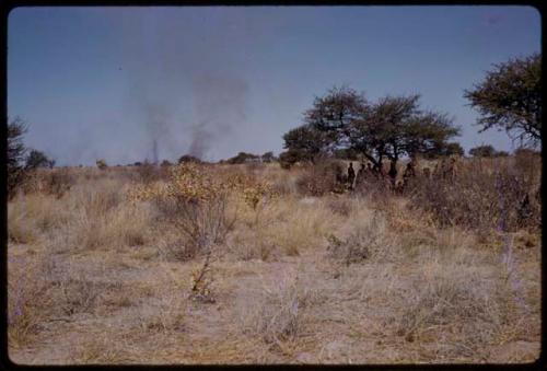 Group sitting under a tree, smoke from a fire in the distance