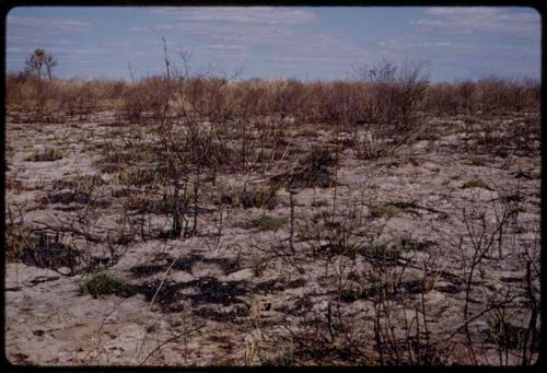 Landscape, burned ground and grass