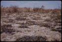 Landscape, burned ground and grass