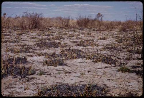 Landscape, burned ground and grass