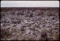 Landscape, burned ground and grass