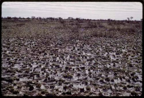 Landscape, burned ground and grass