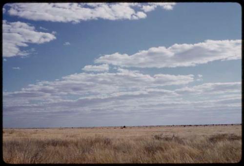 Landscape, blue sky and grass