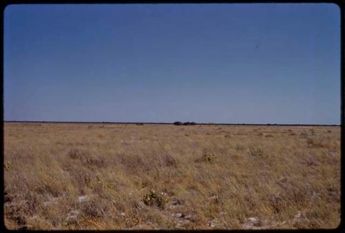 Landscape, blue sky and grass