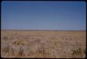 Landscape, blue sky and grass