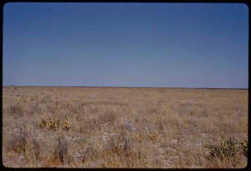 Landscape, blue sky and grass