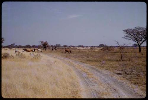 Cows on a road