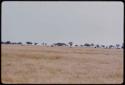 Springbok and cows in a grass field, in the distance