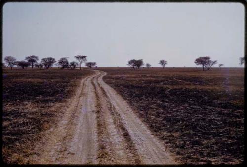 Road through area with burned ground