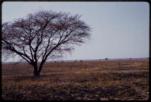 Landscape, tree and burned ground