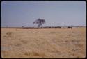 People and cattle, in the distance