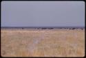 Cattle and flooded lake in the distance