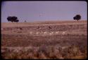 Springbok and gemsbok in the Nossob