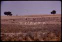 Springbok and gemsbok in the Nossob