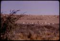 Springbok and gemsbok in the Nossob