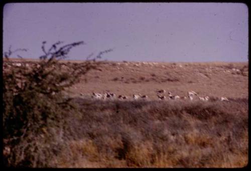 Springbok and gemsbok in the Nossob