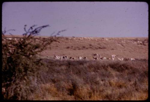 Springbok and gemsbok in the Nossob