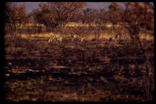 Springbok in the Nossob