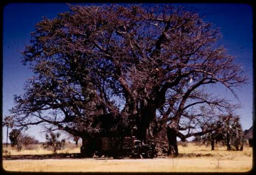 Big baobab tree at Quambi, with an expedition truck (Dodge Power Wagon) in front of it