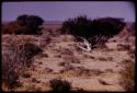 Bush with white bark in flat landscape