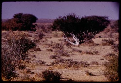 Bush with white bark in flat landscape