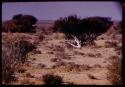 Bush with white bark in flat landscape