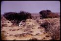 Bush with white bark in flat landscape