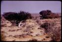 Bush with white bark in flat landscape