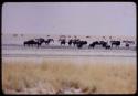 Herds of animals at the drinking pool at Etosha Pan, including wildebeest, springbok and ostriches