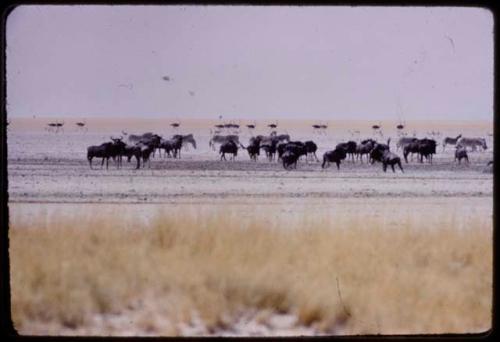 Herds of animals at the drinking pool at Etosha Pan, including wildebeest, springbok and ostriches