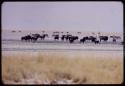 Herds of animals at the drinking pool at Etosha Pan, including wildebeest, springbok and ostriches