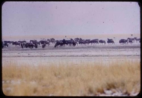 Herds of wildebeest, springbok and ostriches at Etosha Pan