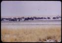 Herds of wildebeest, springbok and ostriches at Etosha Pan