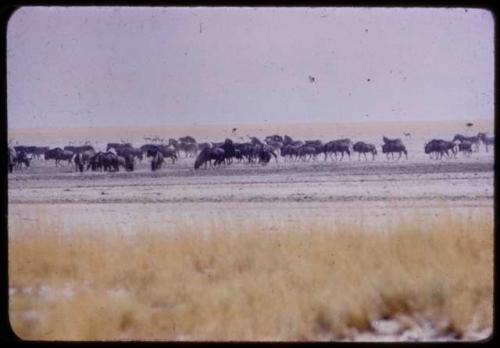 Herds of wildebeest, springbok and ostriches at Etosha Pan