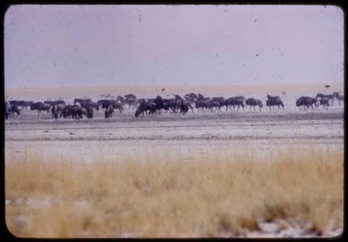 Herds of wildebeest, springbok and ostriches at Etosha Pan