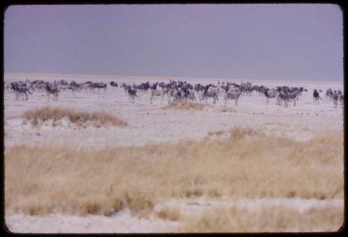 Wildebeest and zebra herds