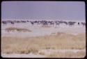 Wildebeest and zebra herds