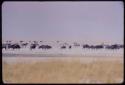 Large herds of wildebeest, with zebras and ostriches in the background