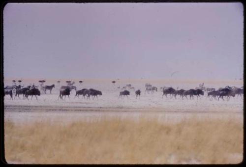 Large herds of wildebeest, with zebras and ostriches in the background