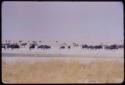 Large herds of wildebeest, with zebras and ostriches in the background