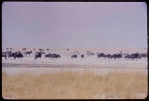 Large herds of wildebeest, with zebras and ostriches in the background