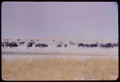 Large herds of wildebeest, with zebras and ostriches in the background