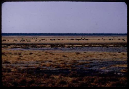 Herds of animals grazing at the edge of Etosha Pan