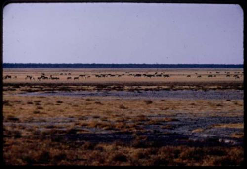 Herds of animals grazing at the edge of Etosha Pan